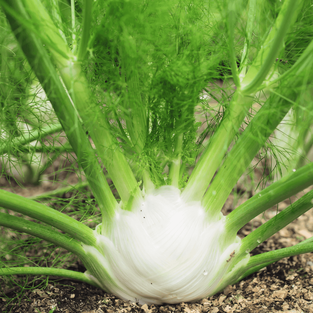 Preludio Fennel Seeds