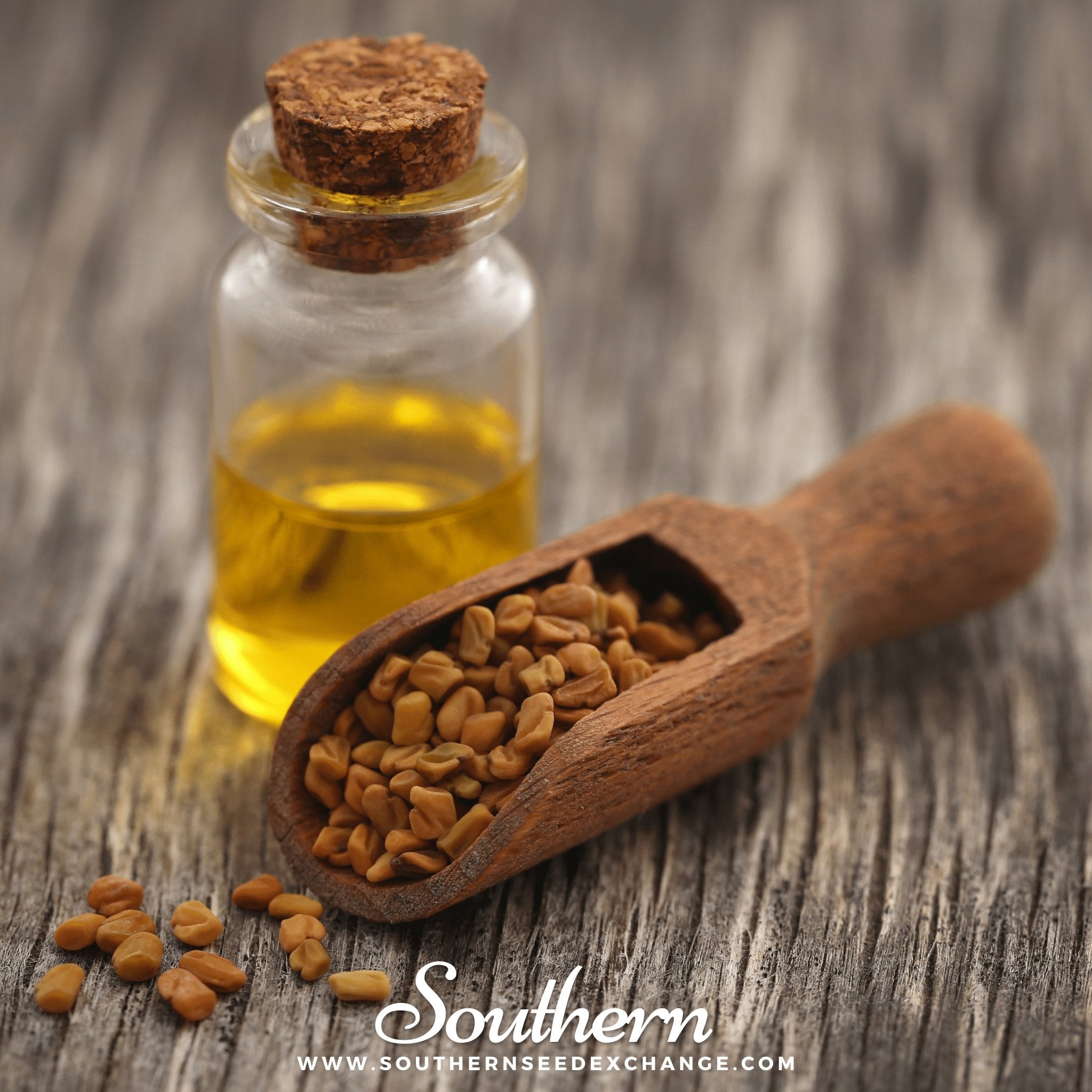 Fenugreek – 50 Seeds