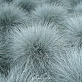 Blue Fescue Seeds – 100 Heirloom Non-GMO Perennial Grass Festuca glauca for Landscaping, Borders, Rock Gardens