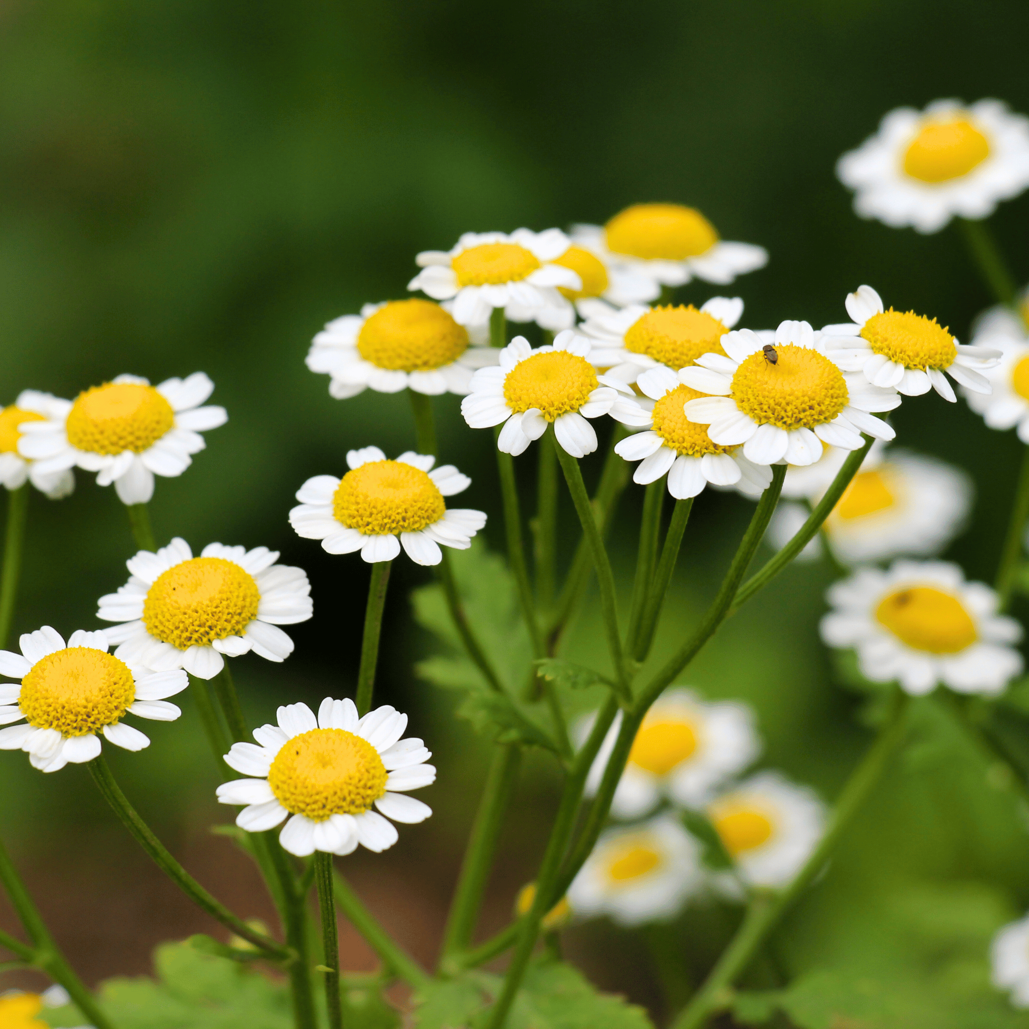 Feverfew – 100 Seeds