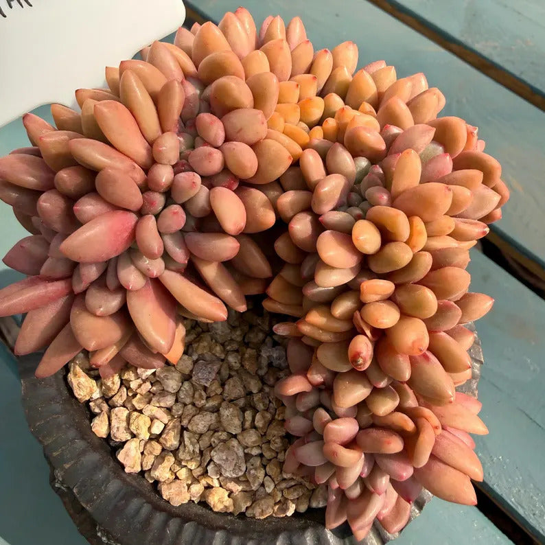 4-Year-Old Rare Crested Growth Succulent No. THY058-0005 | Echeveria 'Peach Blossom Spring' | 3.7-inch Premium Specimen Collector Grade Plant