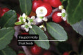 25 Organic Yaupon Holly Seeds (Ilex vomitoria) | Native Evergreen Shrub for Wildlife & Hedging