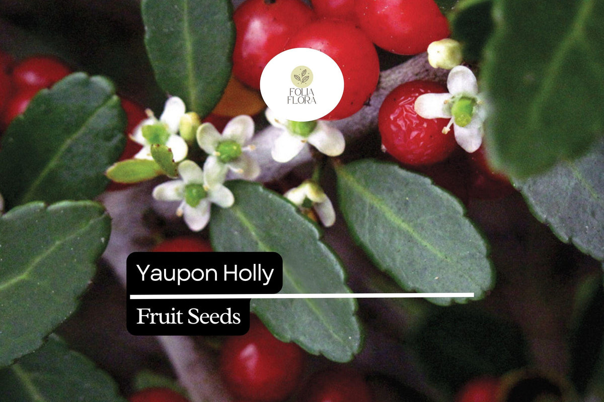 25 Organic Yaupon Holly Seeds (Ilex vomitoria) | Native Evergreen Shrub for Wildlife & Hedging