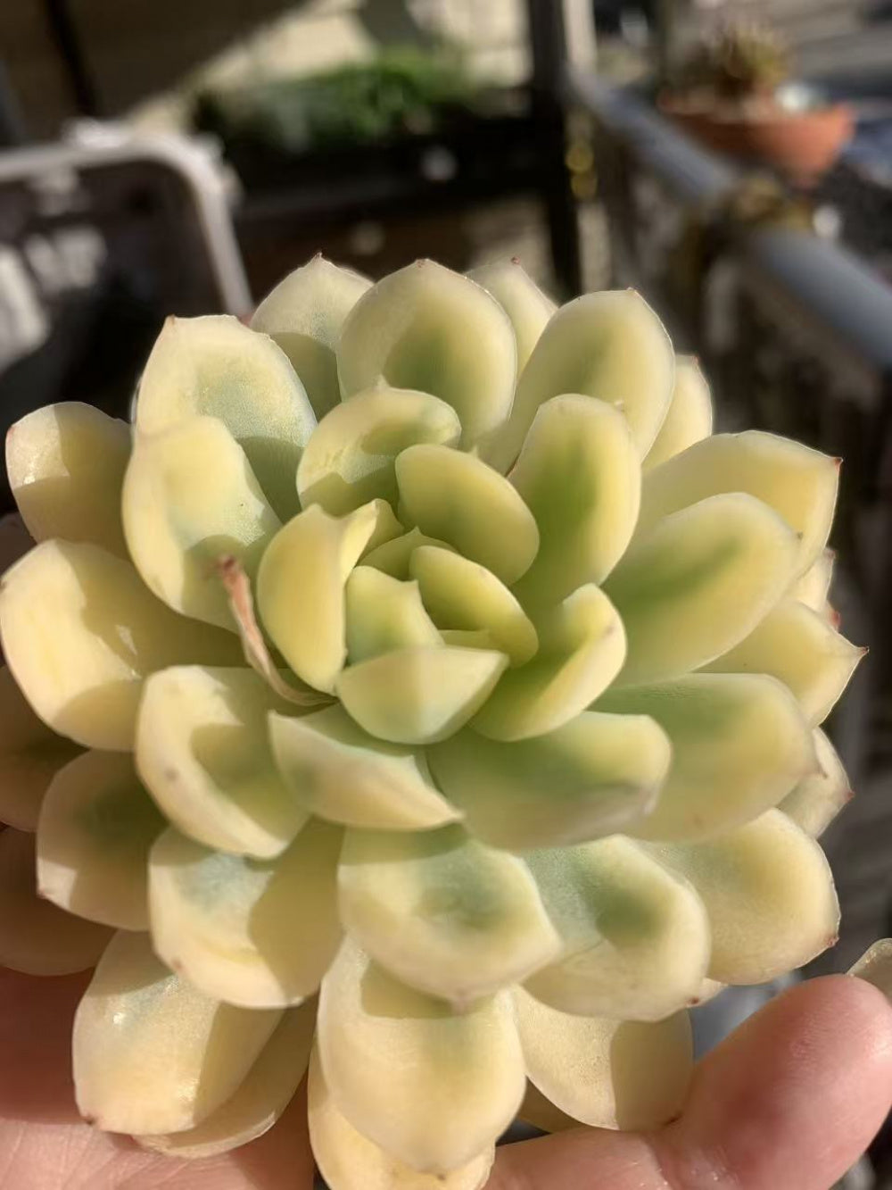 [Mother's Day Gift] Rare Delicate Jelly-like Succulent - Echeveria 'Strawberry Ice' Variegata - Drought-tolerant Hybrid Plant Pot