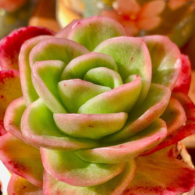 Echeveria 'Ice Rose' Variegated Naturally Approx. 3–3.5 inches in Diameter