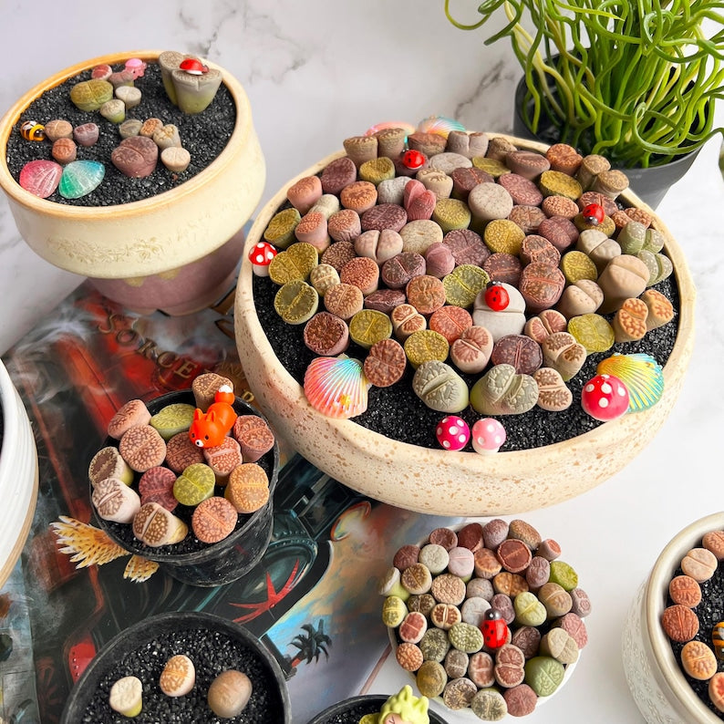 [Subscription Box 🎁✨] Boutique Small Lithops Random DIY Mix Rare Live Plants