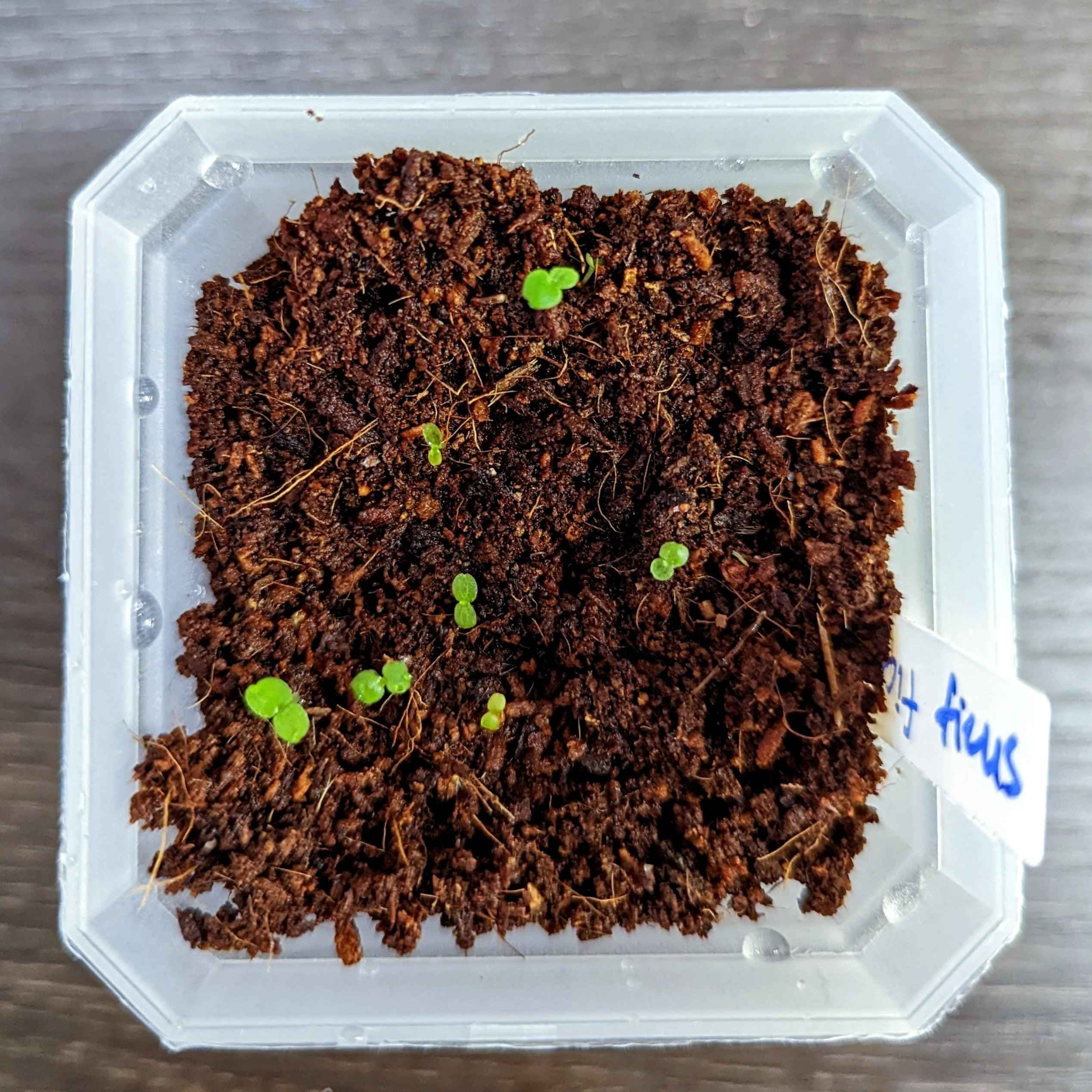 Ficus 'Fig Tree' Seeds