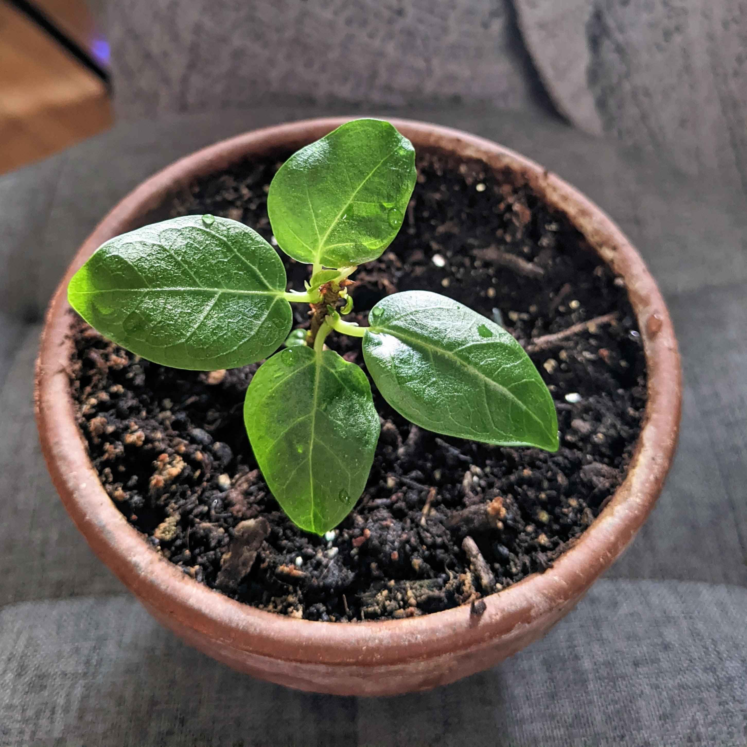 Ficus 'Fig Tree' Seeds