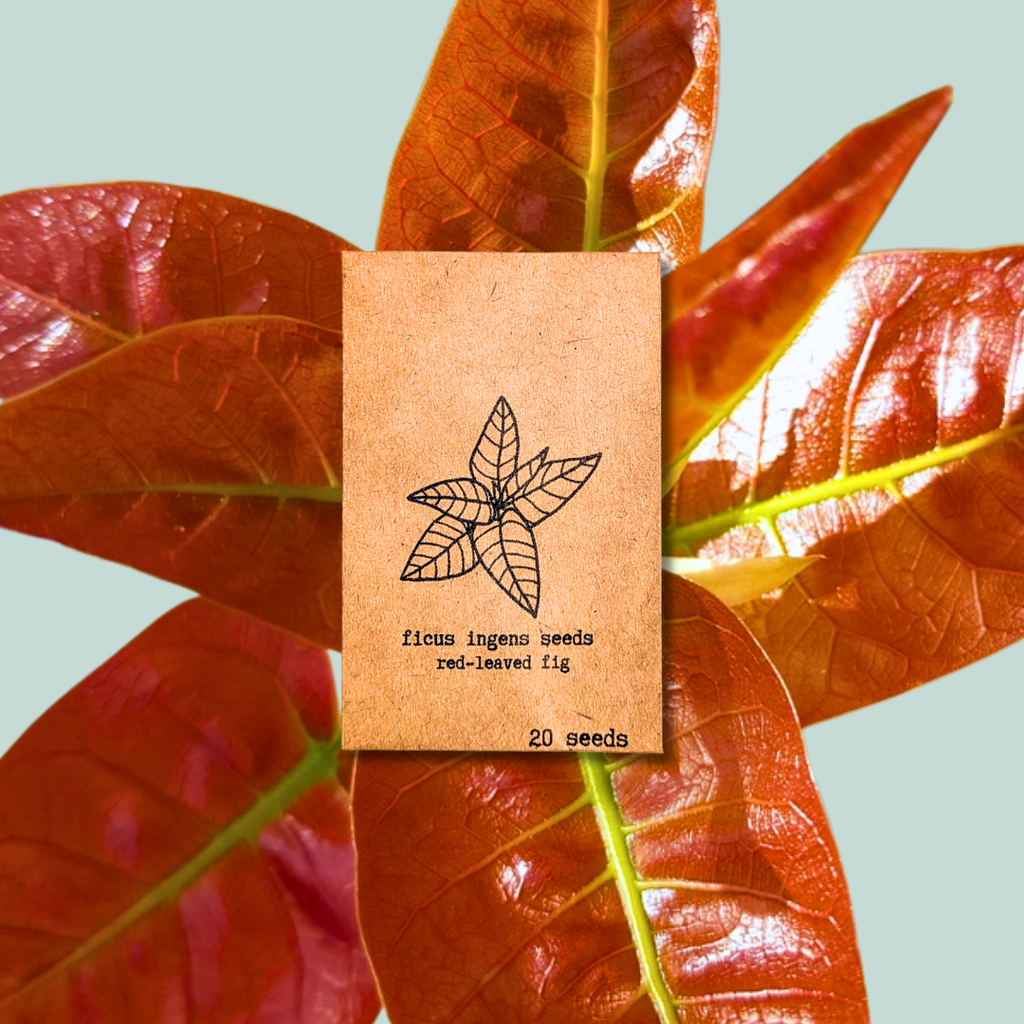ficus plant seeds Ficus 'Fig Tree' Seeds – Nate's Garden Supply