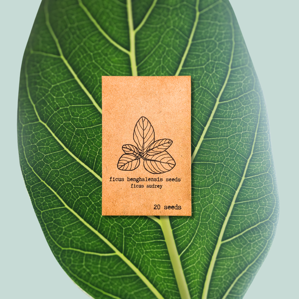 ficus audrey seeds Ficus 'Fig Tree' Seeds
