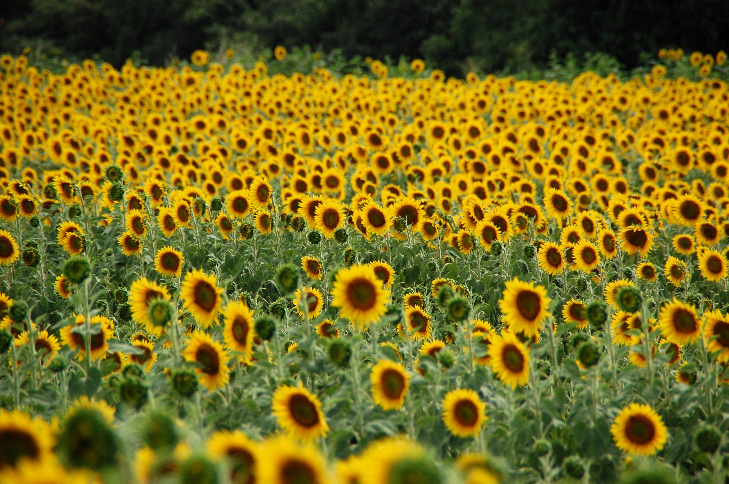 50 HOPI Black Dye SUNFLOWER Helianthus Annuus Flower Seeds