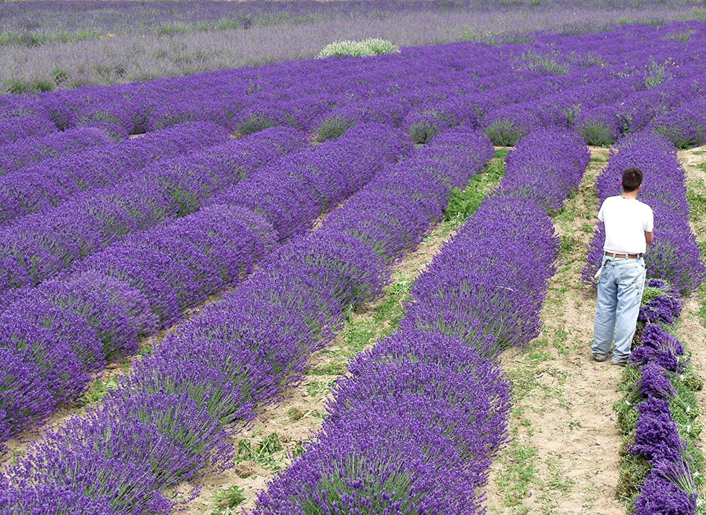 Blue Cushion Lavender Plant - Live Lavandula angustifolia 4 Inch Pot