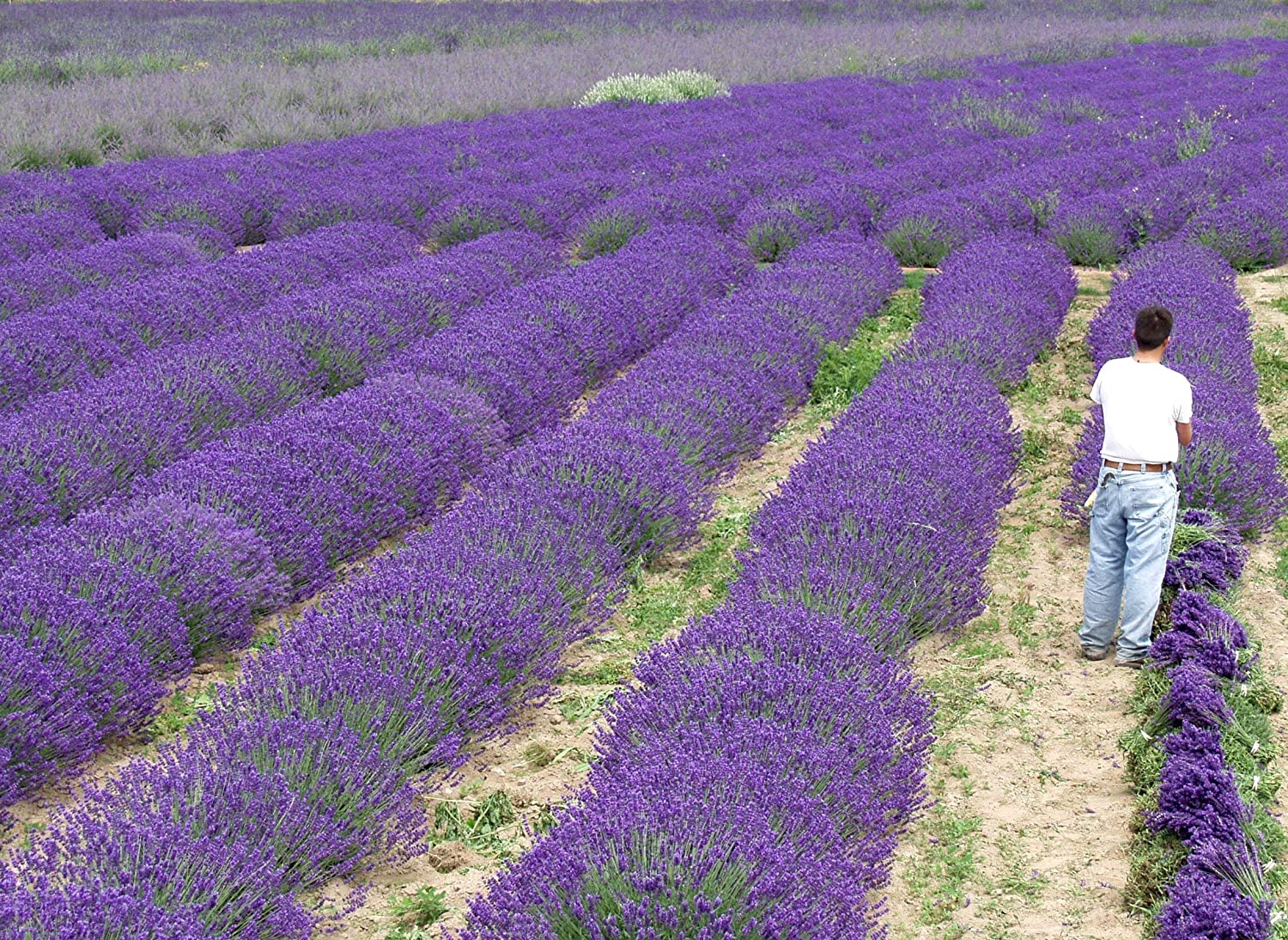Blue Cushion Lavender Plant - Live Lavandula angustifolia 4 Inch Pot