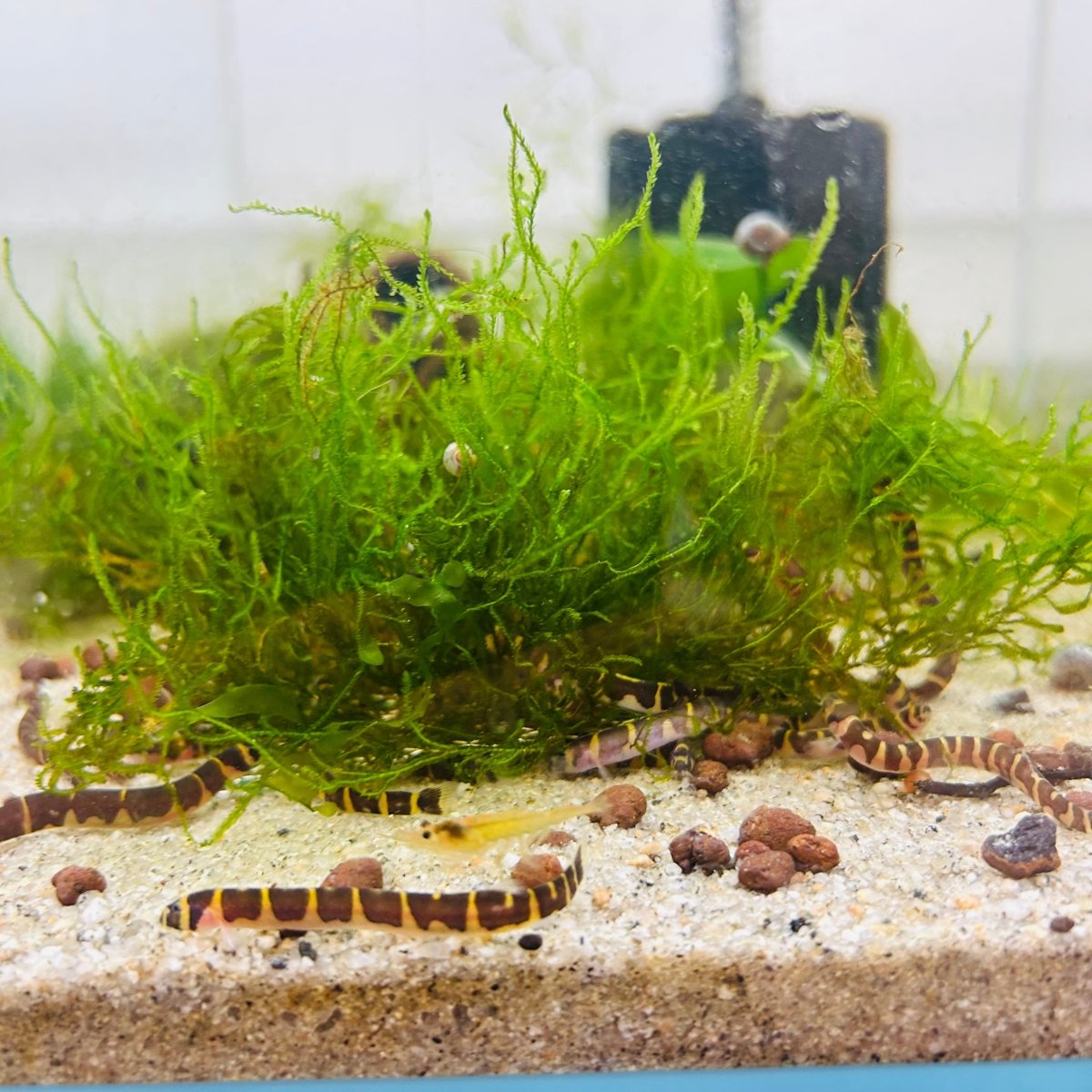 Flame Moss | Live Aquarium Plant Moss