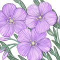 Flax, Blue (lb)