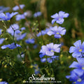 Blue Flax Seeds - 100 Heirloom Non-GMO Perennial Wildflower for Meadow & Garden - Linum perenne