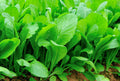 1,000 Florida Broadleaf Mustard Seeds - Non-GMO Heirloom Mustard - Bulk Seed