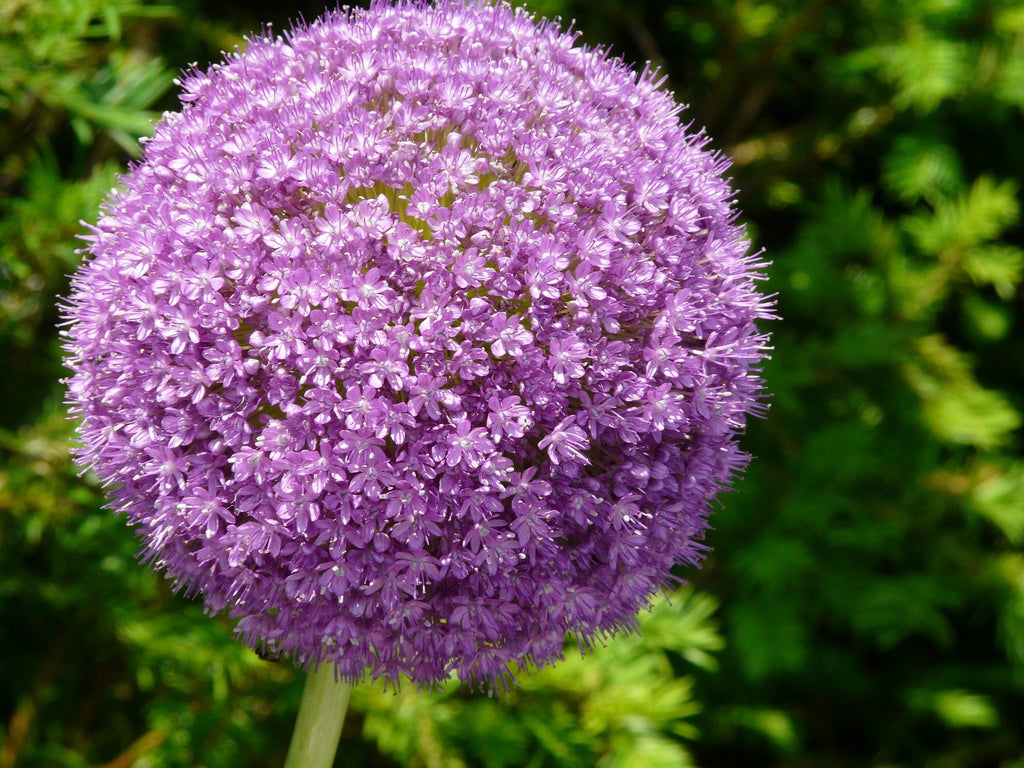 20 STAR OF PERSIA ALLIUM Christophii Silvery Amethyst Purple Flower Seeds