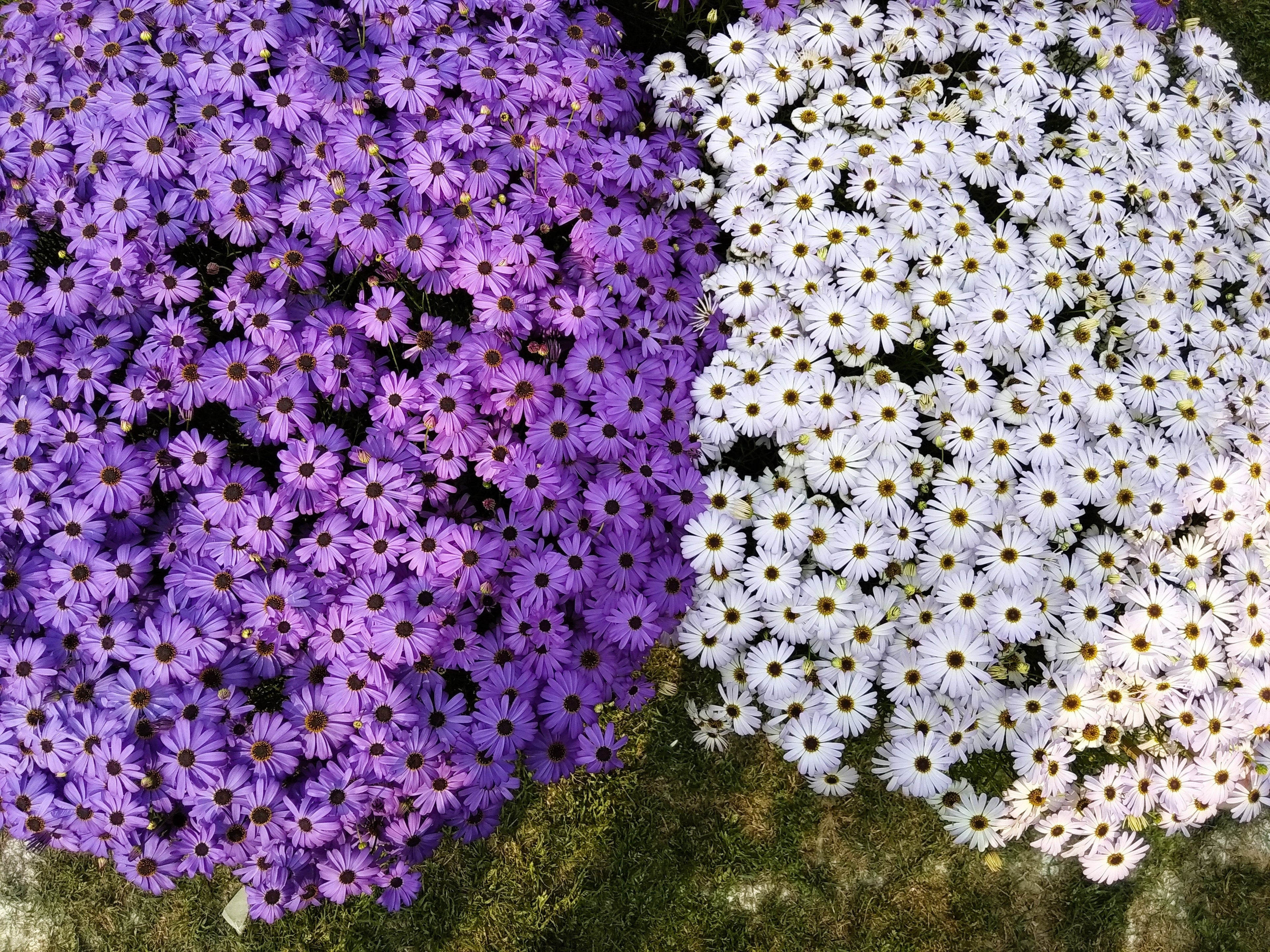 200 Purple Mix SWAN RIVER DAISY Brachyscome Iberidifolia Flower Seeds
