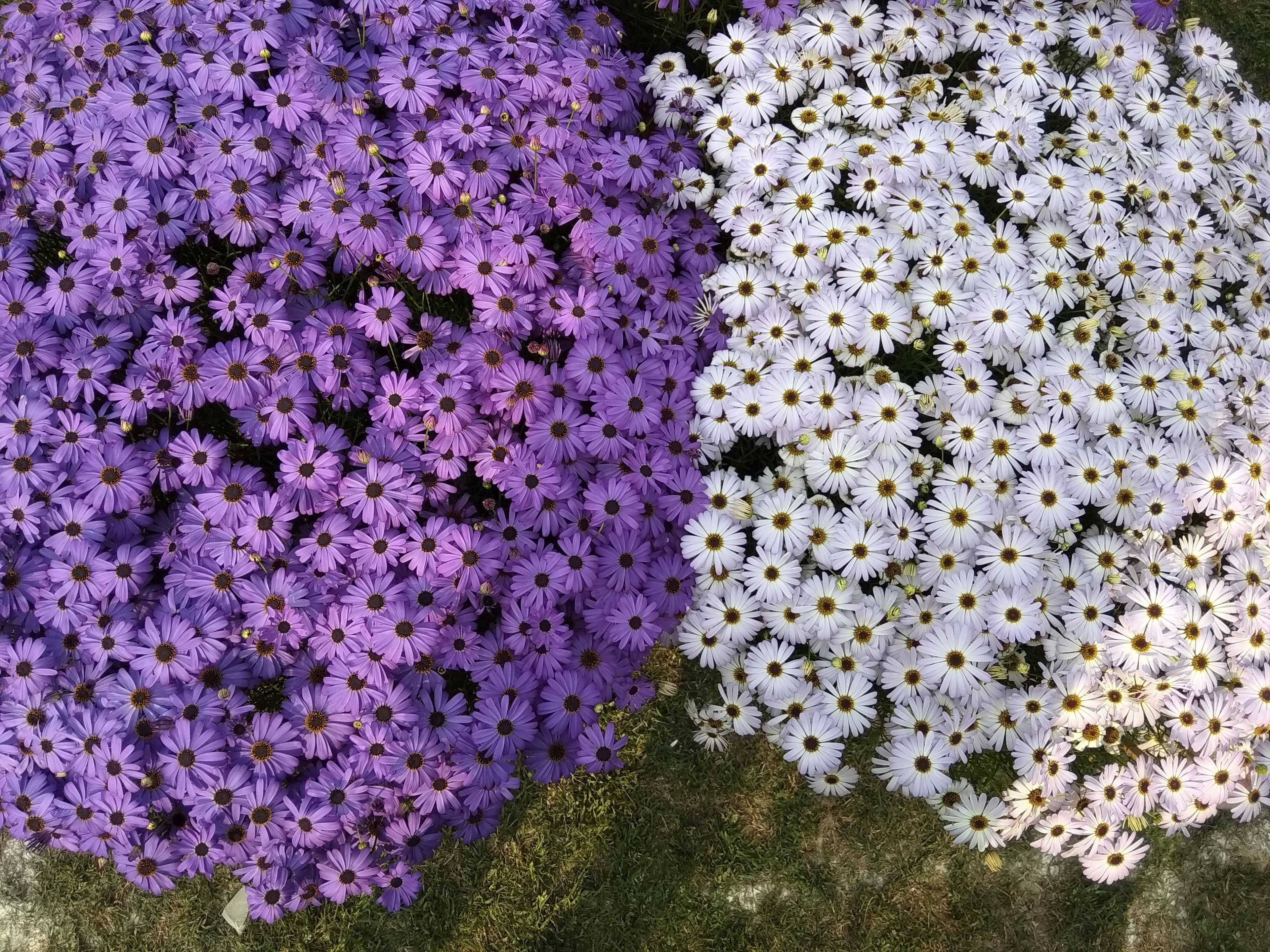 200 Mixed Colors SWAN RIVER DAISY Brachyscome Iberidifolia Flower Seeds