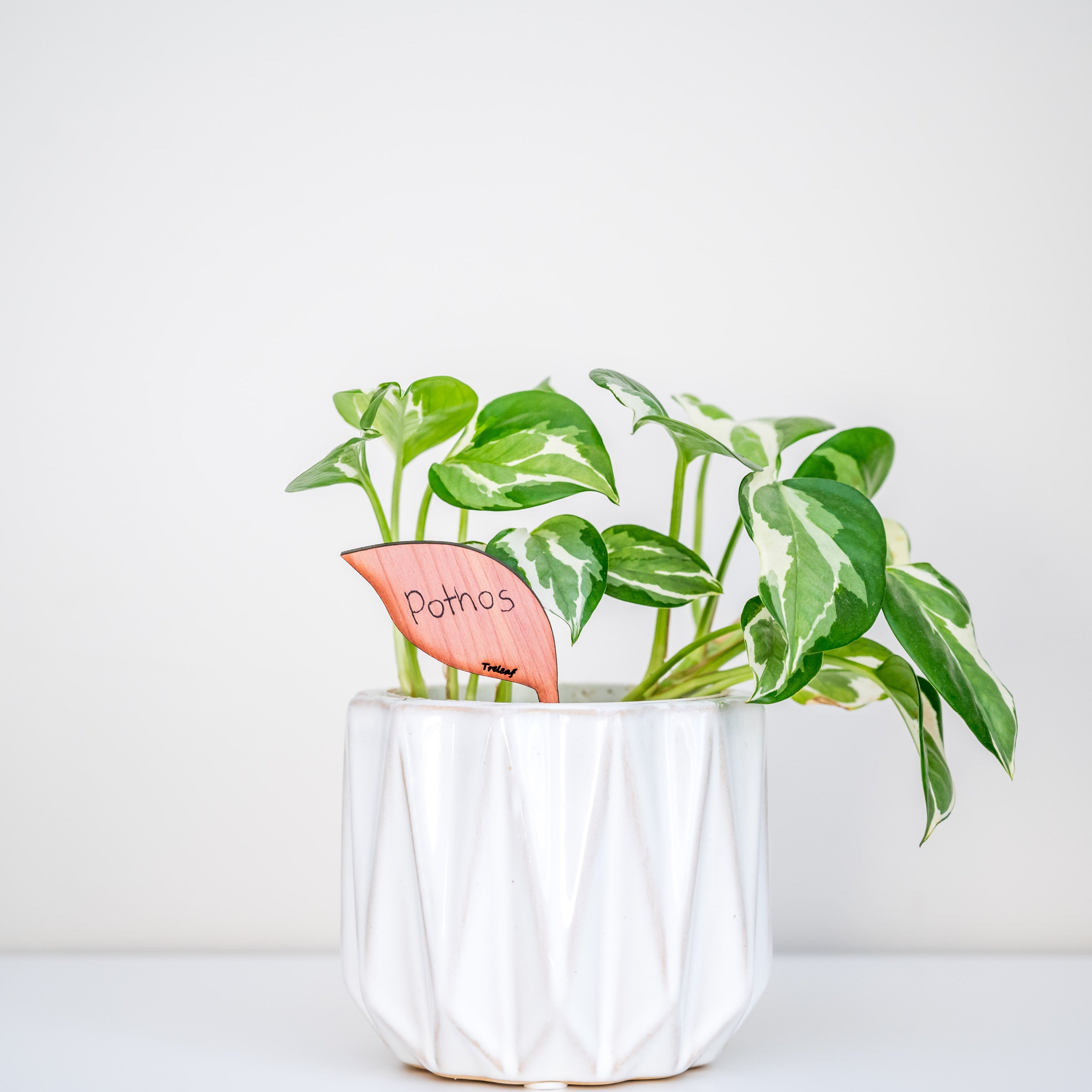 Folia™ - Wooden plant tags - Leaf-shaped plant labels