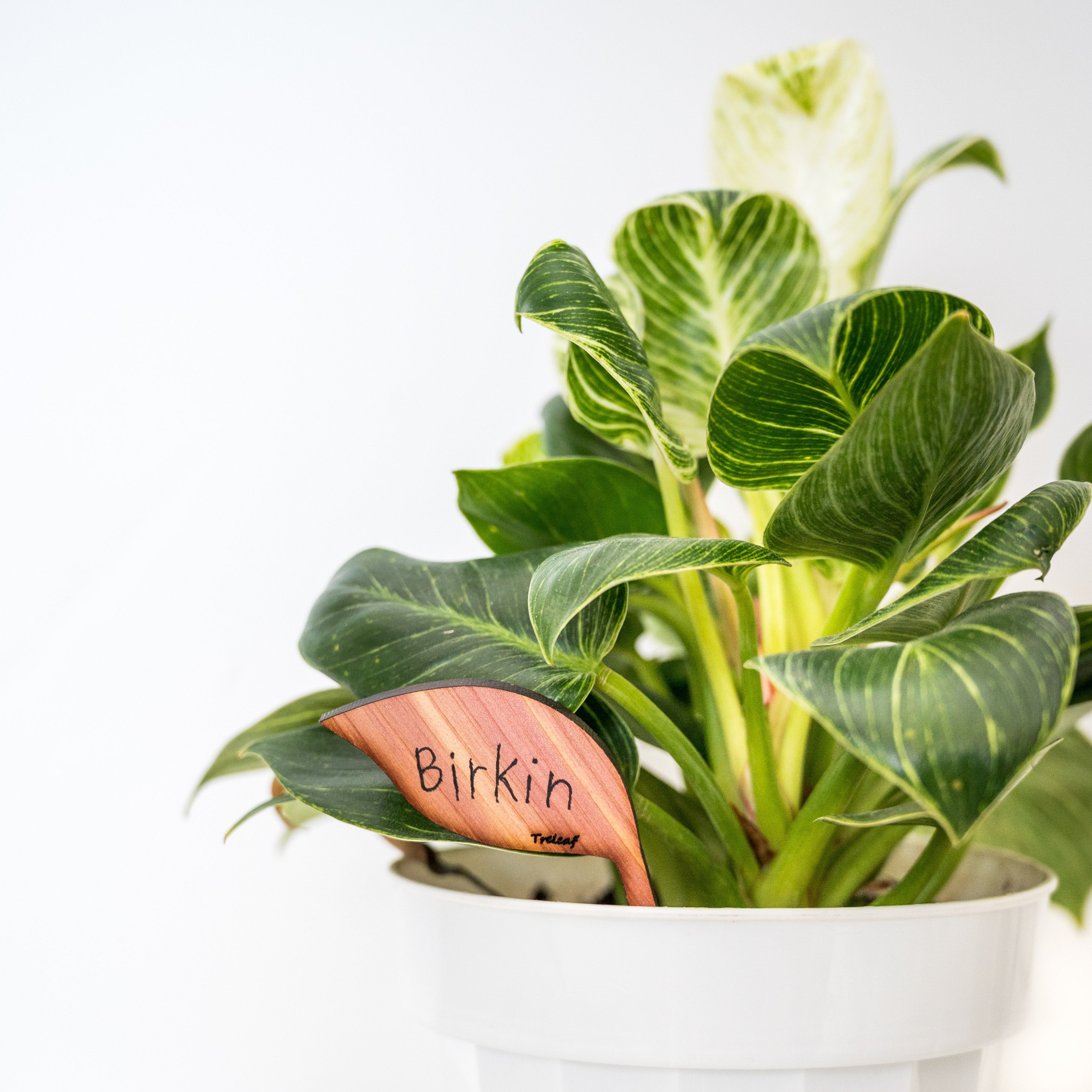 Folia™ - Wooden plant tags - Leaf-shaped plant labels