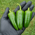 Fooled You Jalapeno Pepper Seeds