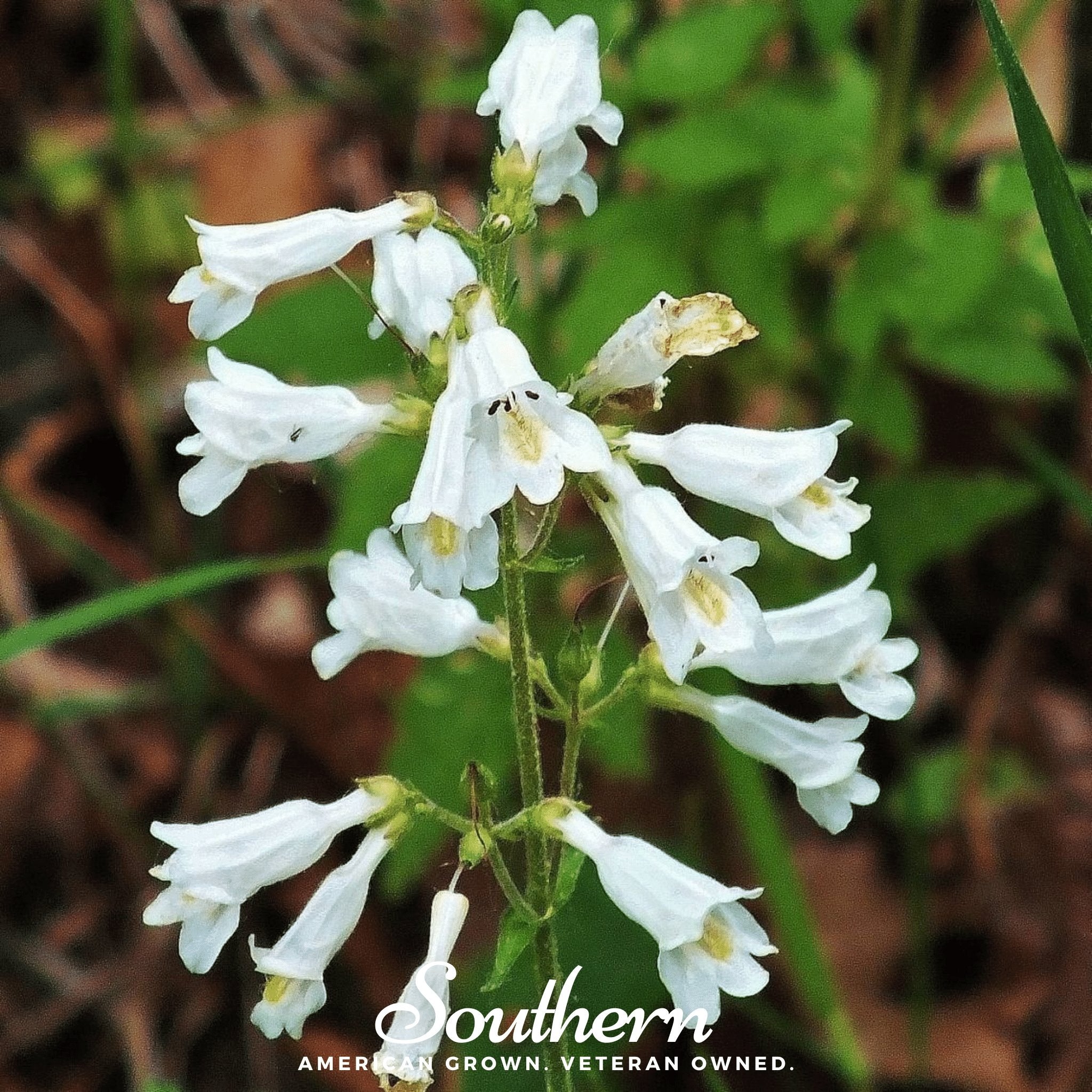Beardtongue Foxglove – 200 Seeds