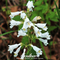 Beardtongue Foxglove Seeds – Penstemon digitalis – Heirloom, Non-GMO, Native Wildflower for Pollinators, USDA Zones 3-9