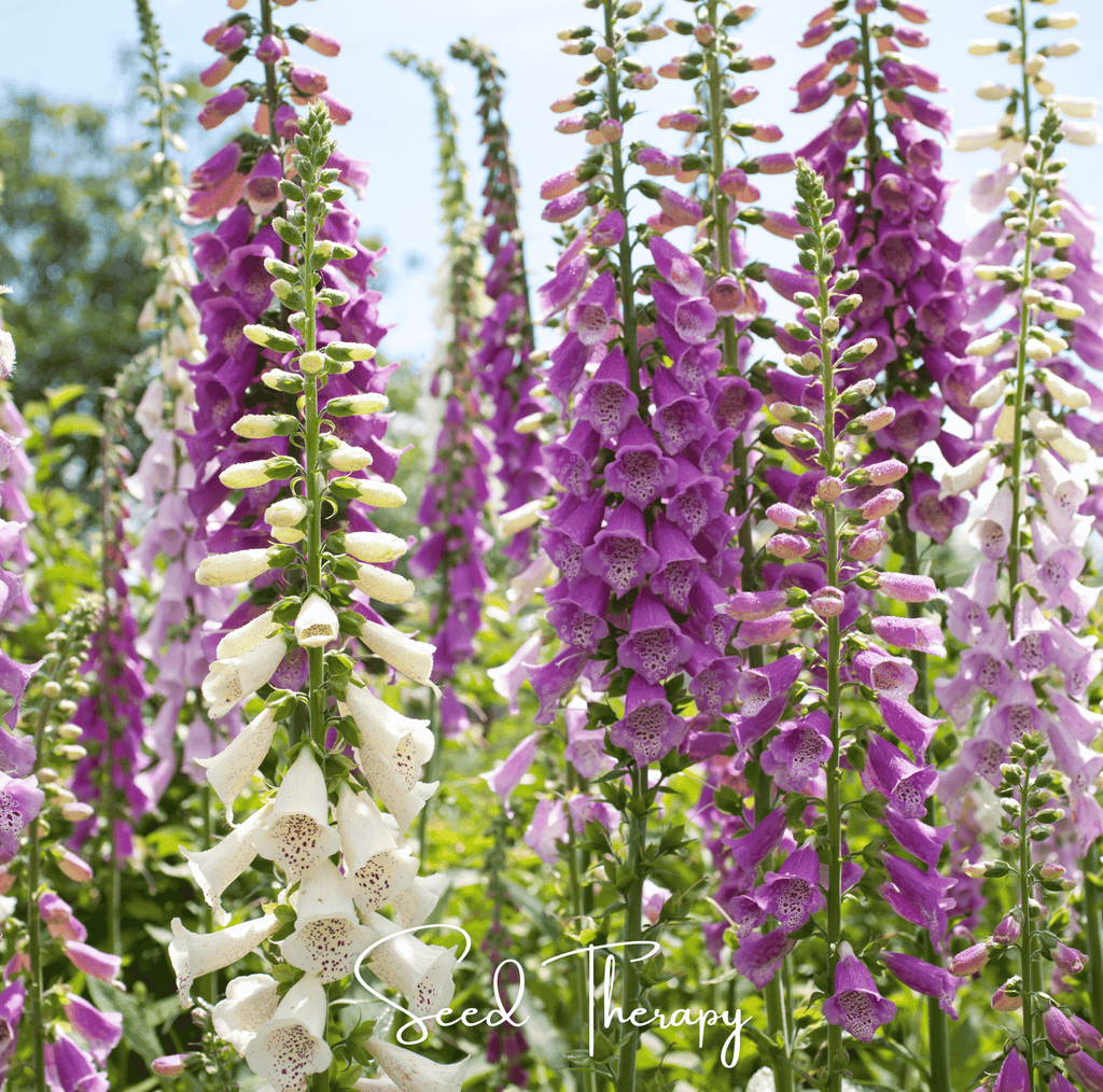 Foxy Foxglove Mix – 200 Seeds