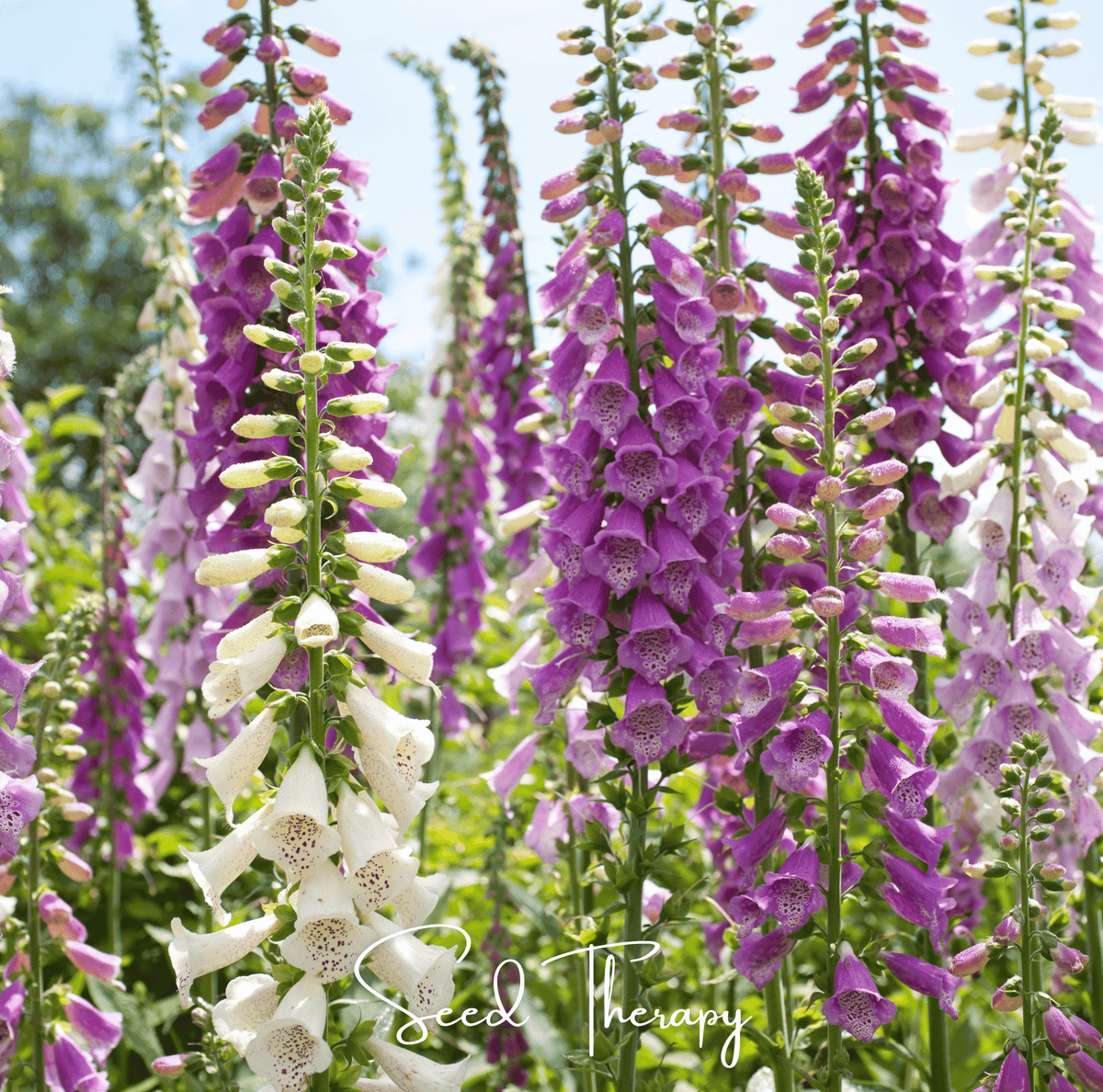 Foxy Foxglove Seeds Mix – 200 Heirloom Digitalis purpurea Cottage Garden Perennial Pollinator Friendly