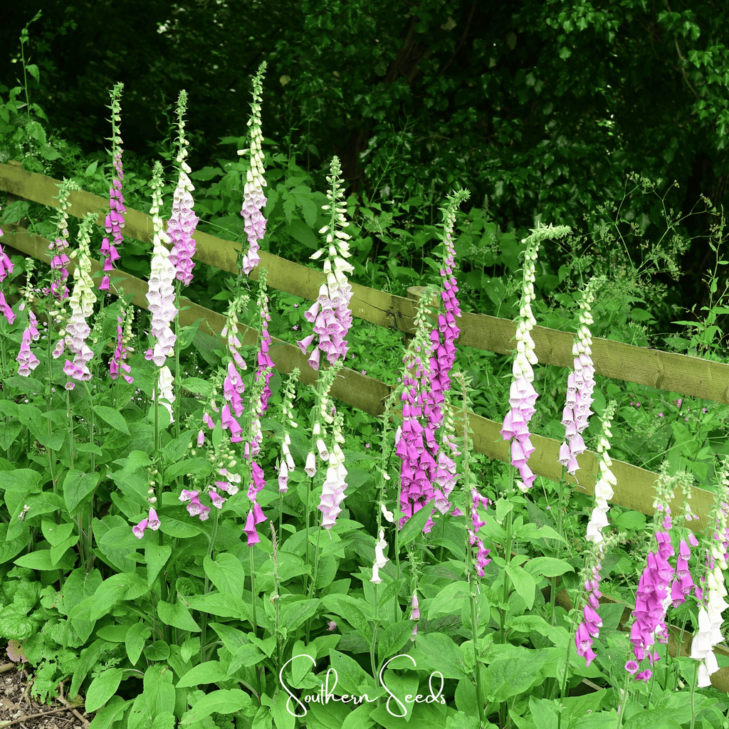 Foxy Foxglove Mix – 200 Seeds