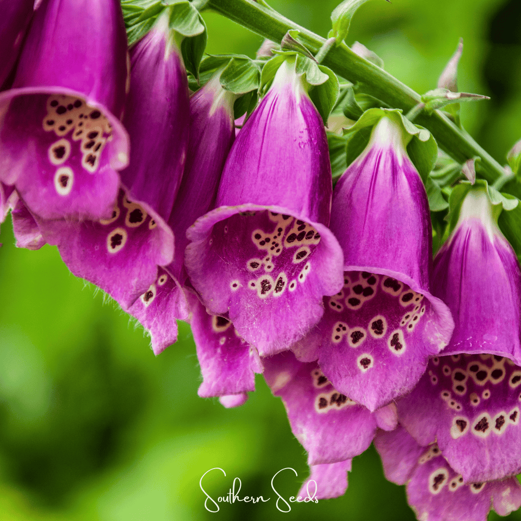 Foxy Foxglove Mix – 200 Seeds
