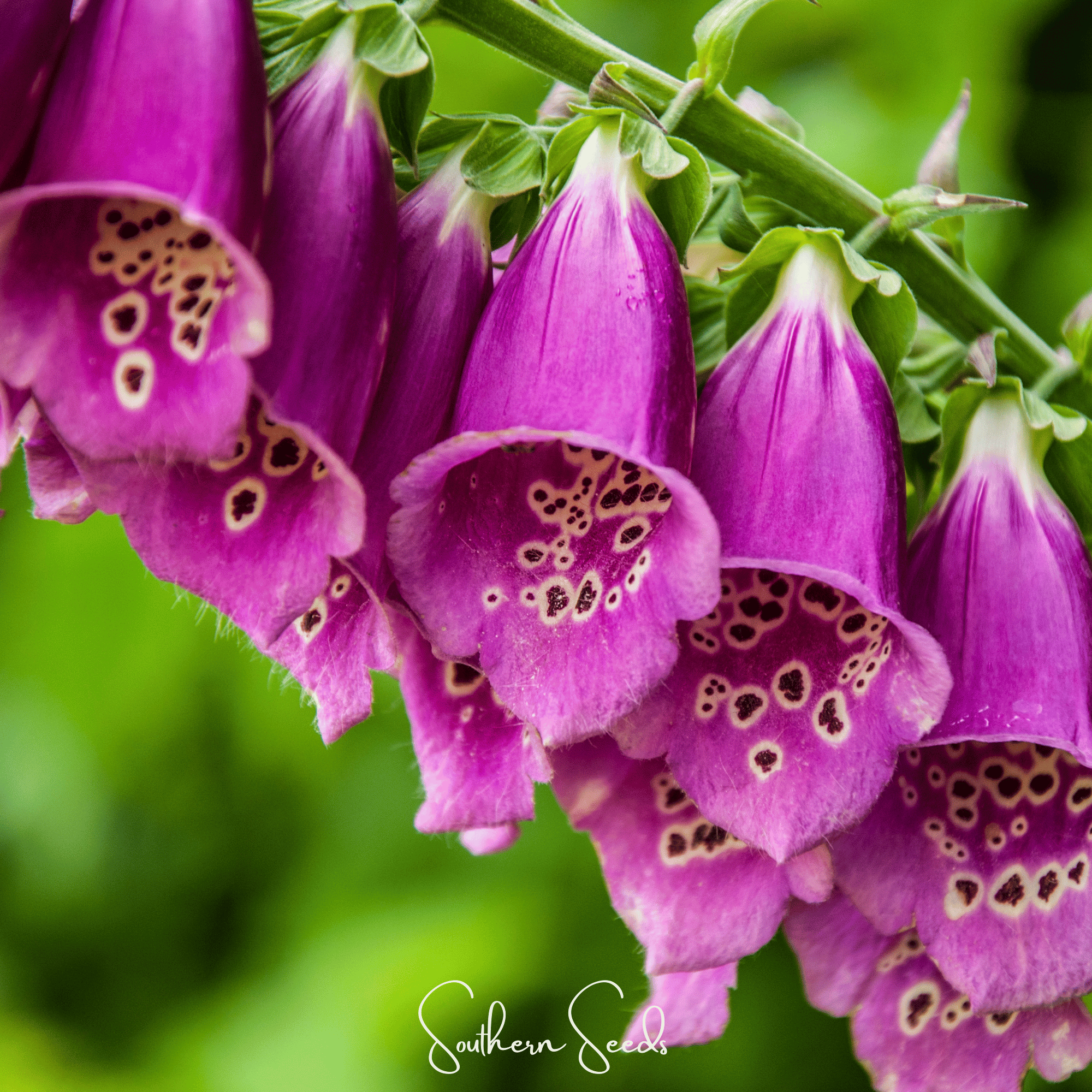 Foxy Foxglove Mix – 200 Seeds