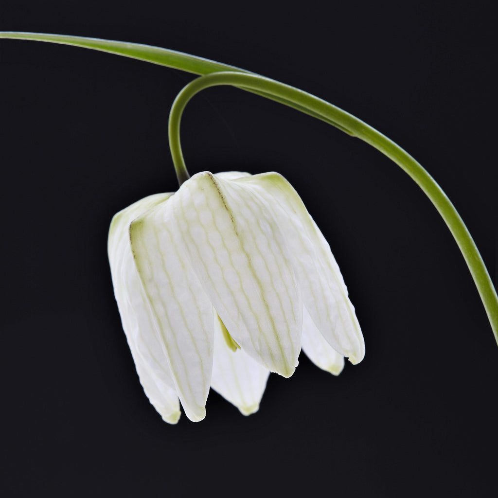 Fritillaria - Checkered Lily Meleagris White