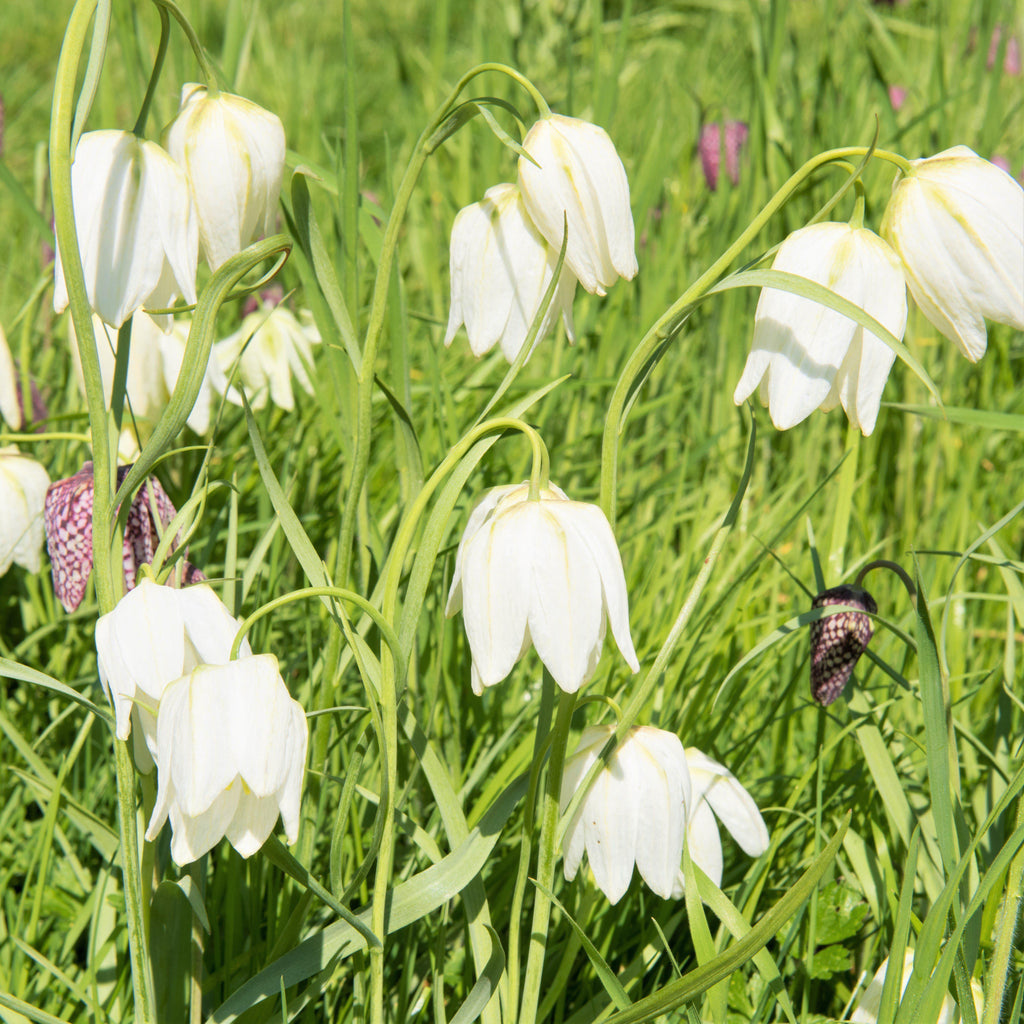 Fritillaria - Checkered Lily Meleagris White