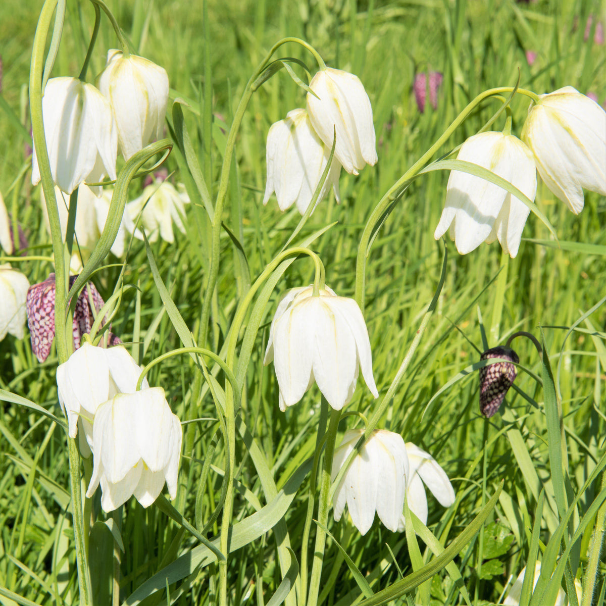 Fritillaria - Checkered Lily Meleagris White