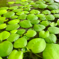 Frogbit 4oz Cup Portion