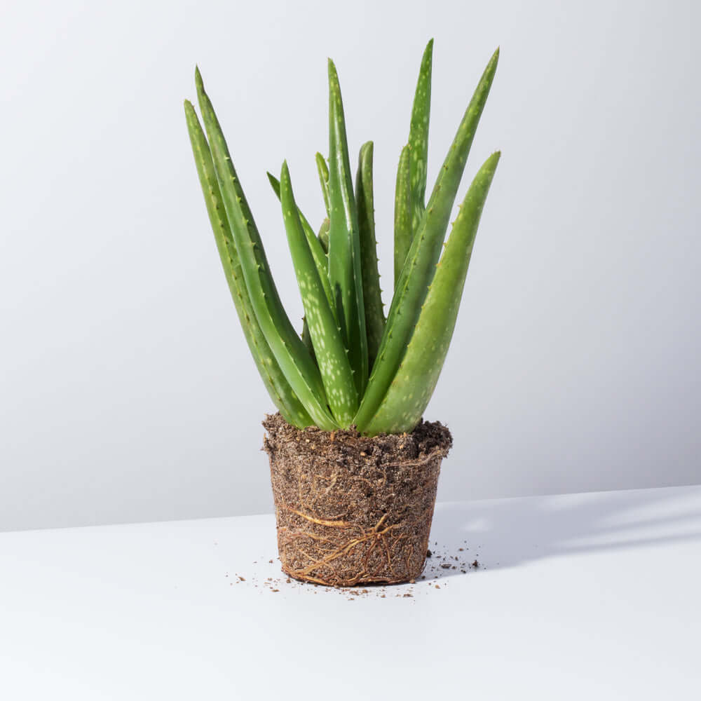 Aloe Vera Plant