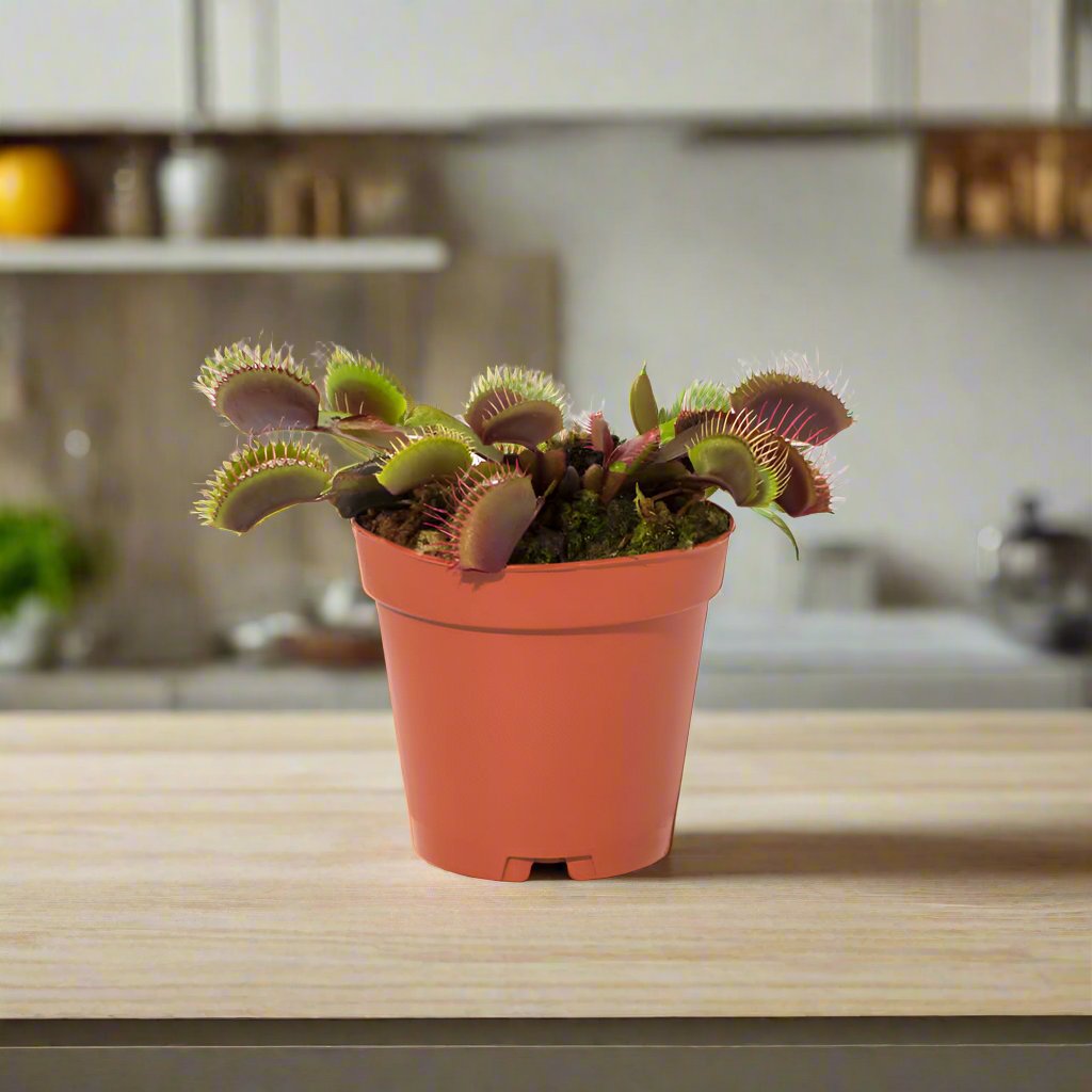 Red Venus Flytrap