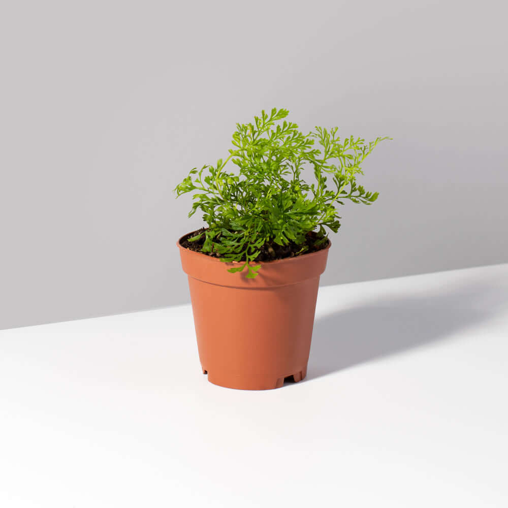 Rabbit Foot Fern