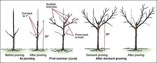 Plum Tree 'Methley'