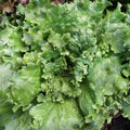 Crisp Mint Lettuce