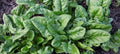250 Viroflay Spinach Spinach Seeds - Non-GMO - Heirloom Spinach