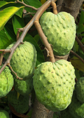 Atemoya 'Geffner' (Annona × atemoya)