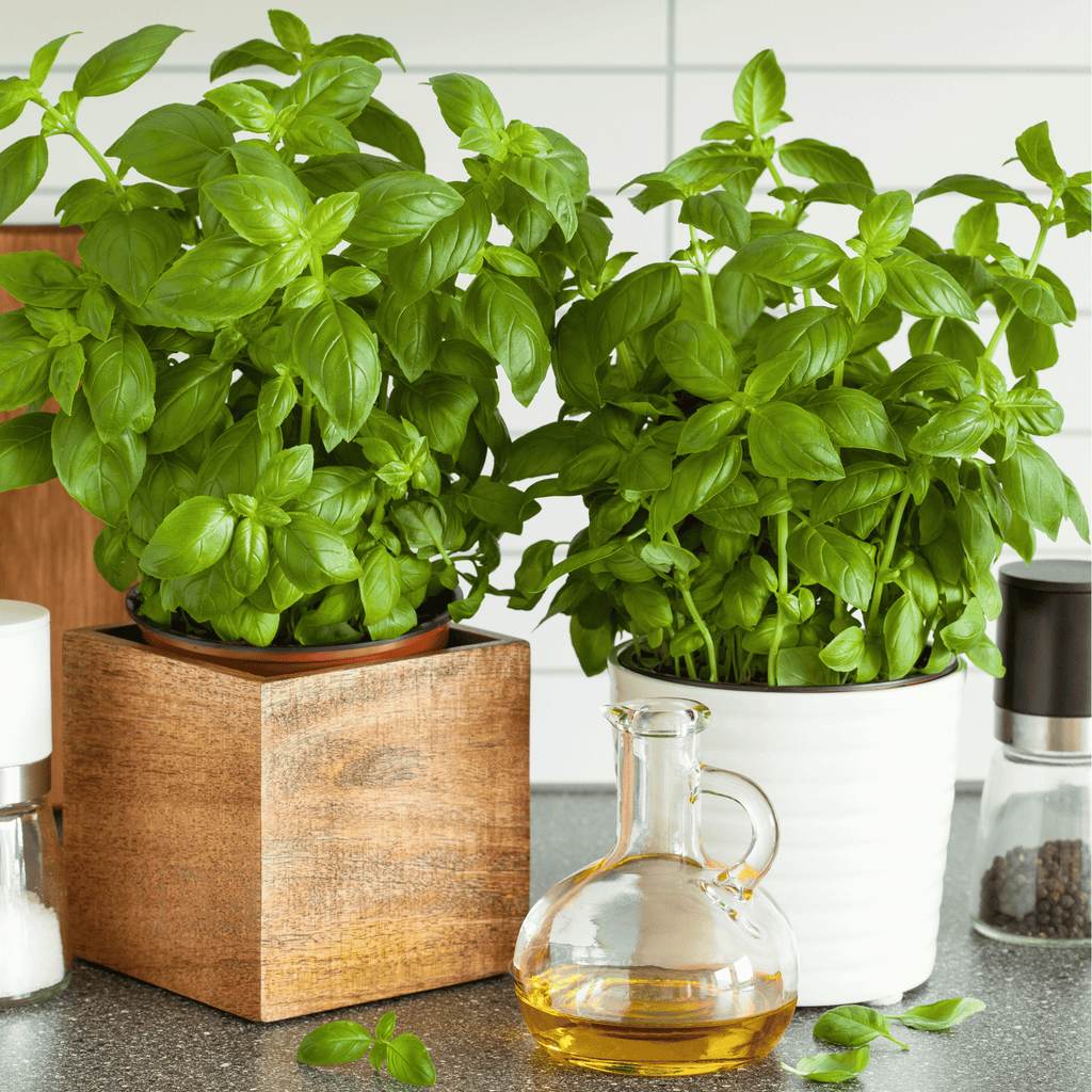 Genovese Basil – 250 Seeds