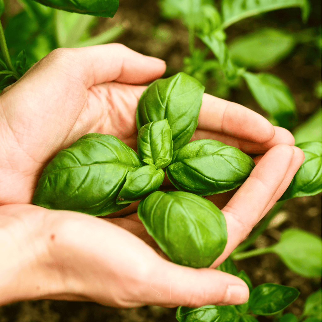 Genovese Basil – 250 Seeds
