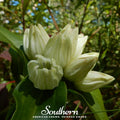 Cream Gentian Seeds | Perennial Flower | Gentiana Alba | Bee & Butterfly Friendly, Non-GMO, US Grown