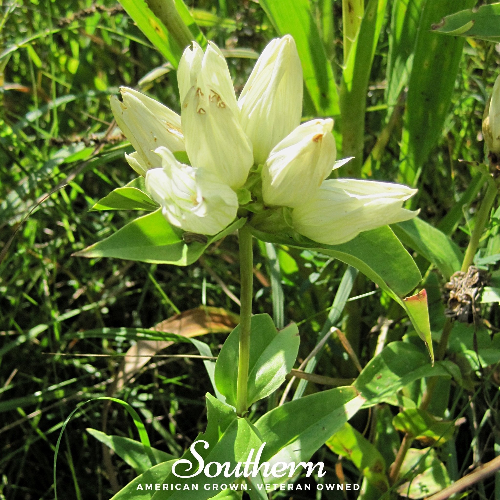 Cream Gentian – 50 Seeds