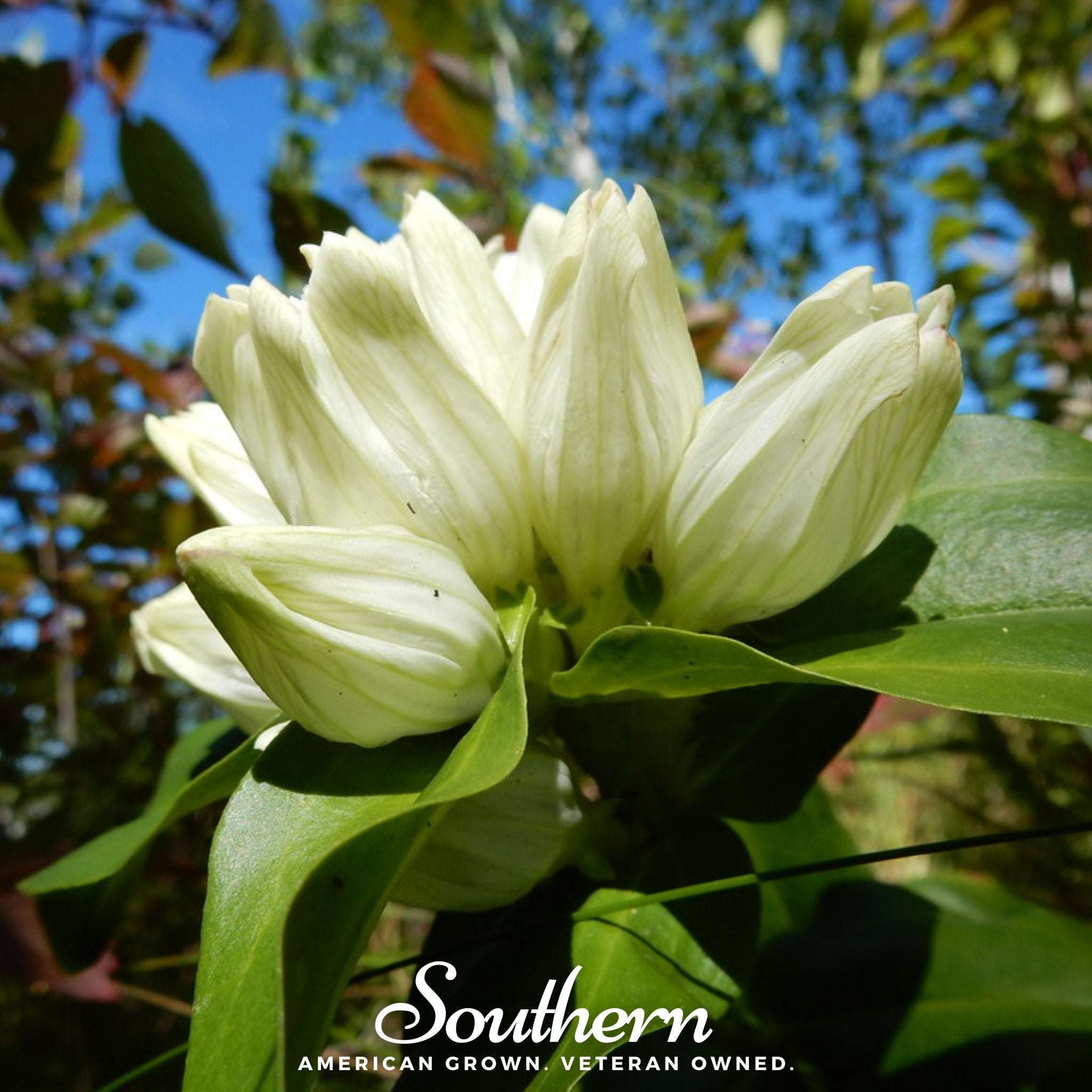 Cream Gentian – 50 Seeds